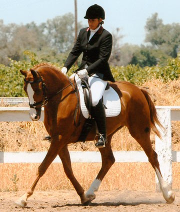 Aul Gold, Half-Arabian by Aul Magic+/