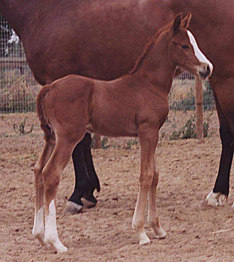 Aul Gold as a foal, 2004