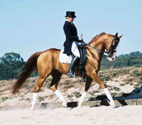 Aul Magic+ won two US Res. National Championships in Dressage in 2001