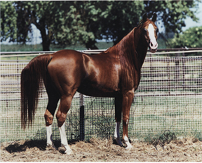 Aul Magic+/ First Scottsdale Sport Horse Champion Stallion