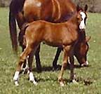 Auralee as a foal