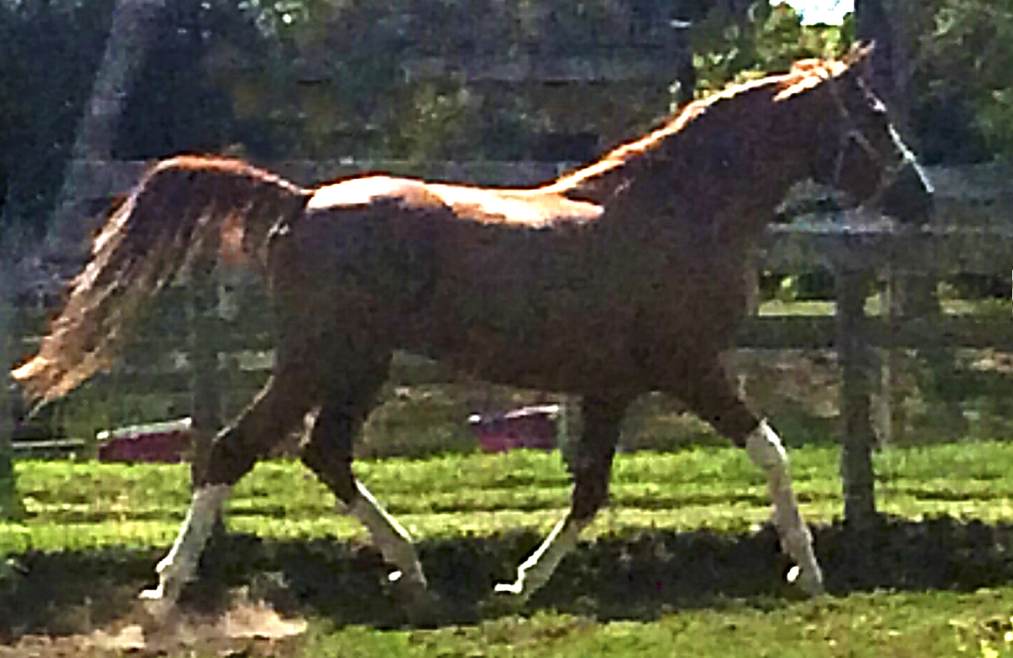 Gehrhearts Magic Trakehner and Half-Arabian Stallion by Aul Magic+/