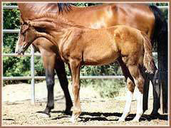 Horation as a foal