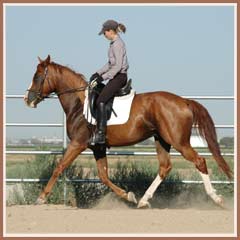 Horatio starting under saddle 2007