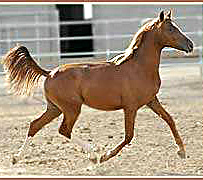 Horatio SF by Aul Magic