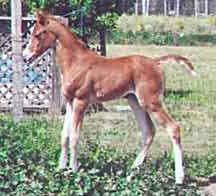 Aul Joyfa as a foal