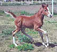 Aul Joyfa in 2001