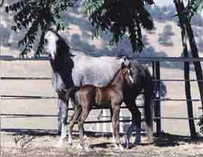 Aur Silver Myst with Aul Platinum as a foal