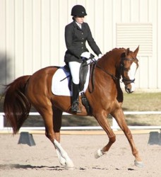 Paladin SF, Trakehner by Aul Magic