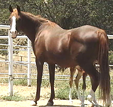 Red Feather Dancin is the dam of Magics Fancy Dancin (pending)